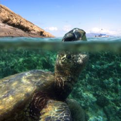 Curious Turtle. This photo was taken in the waters of Mol... by Mathew Cook 